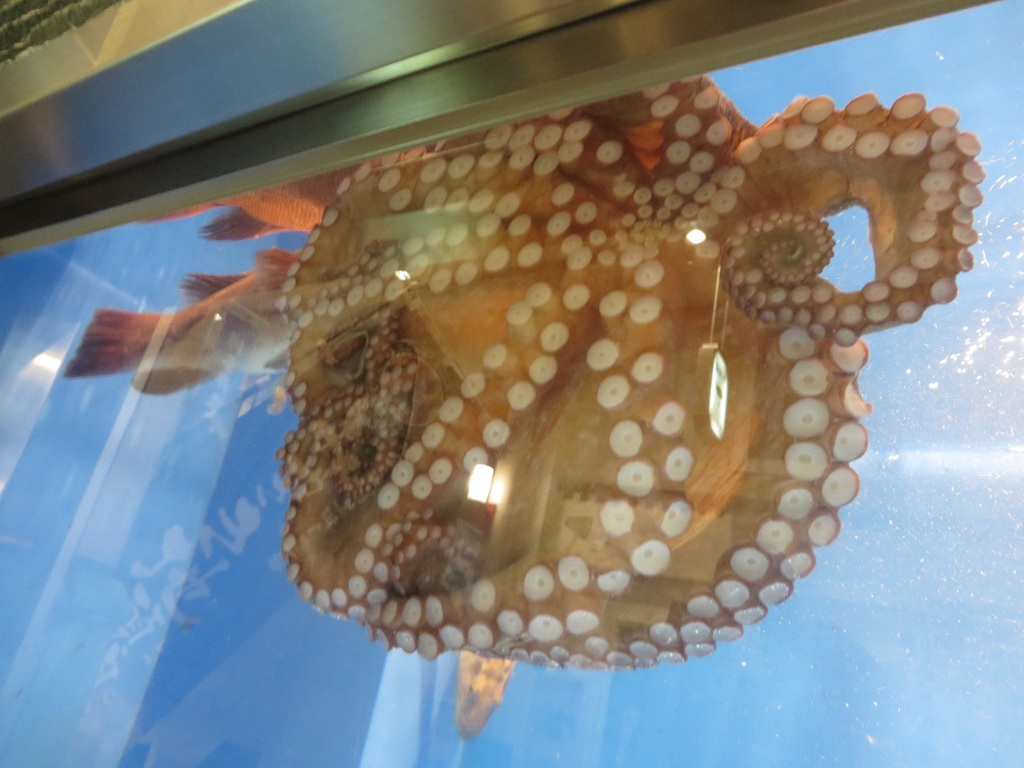 ガラスにくっつくタコ