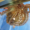 ガラスにくっつくタコ