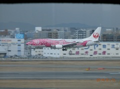 福岡空港で撮影したさくらジンベエ