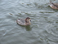 福岡城前の池を泳ぐカモの群れ④