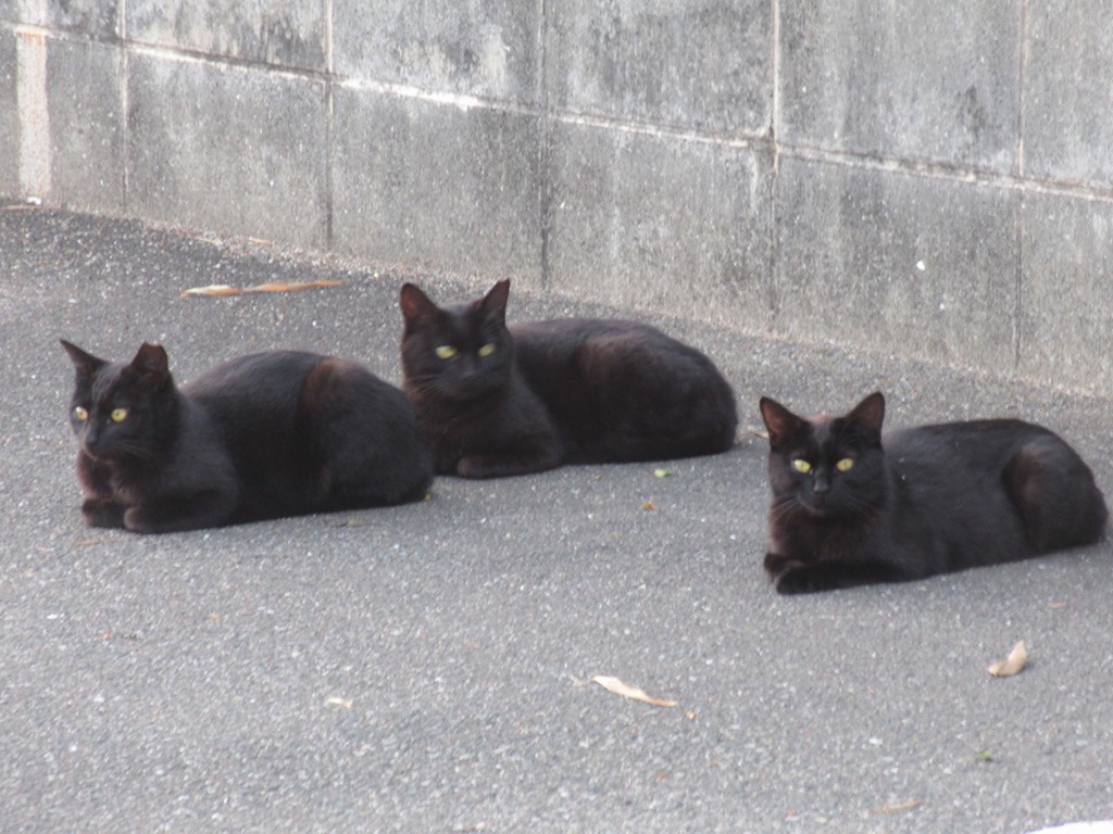 通りかかりの駐車場で黒猫3匹が　②