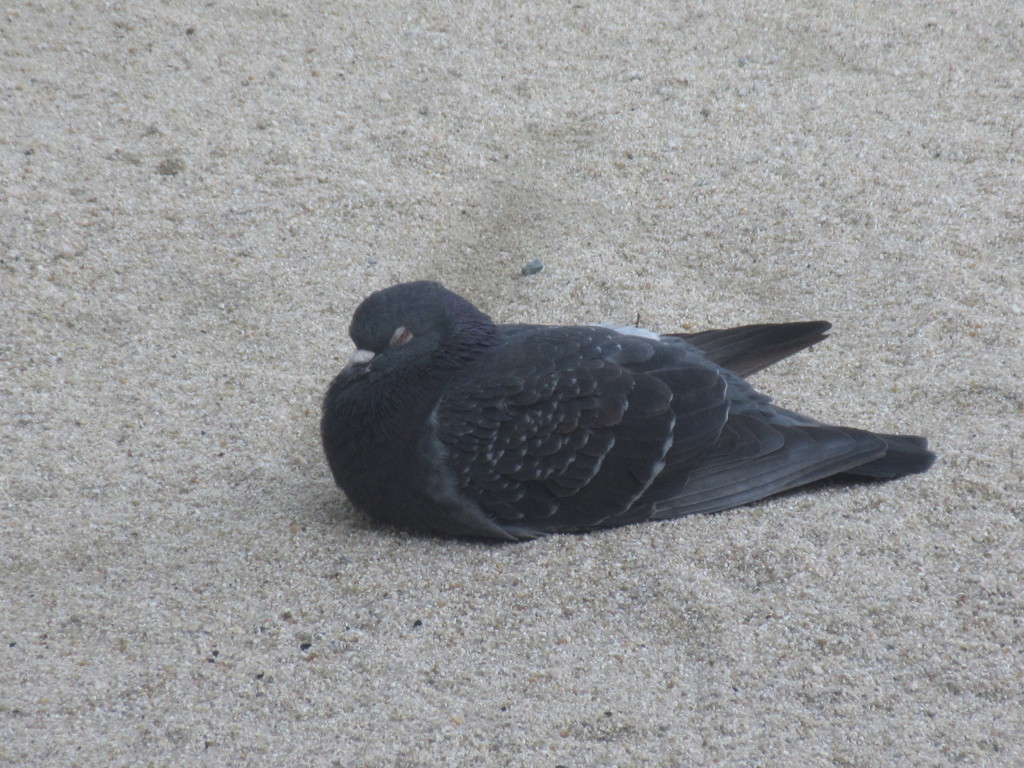 眠そうにしている鳩