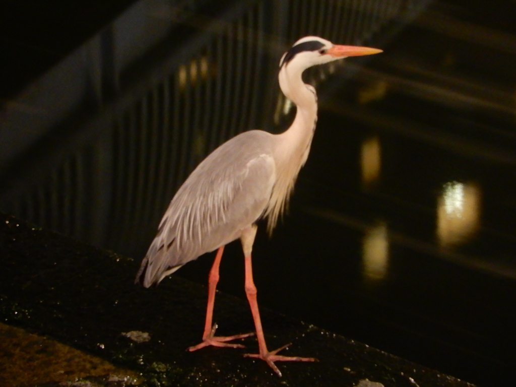夜の川の端にたたずんでいたサギ