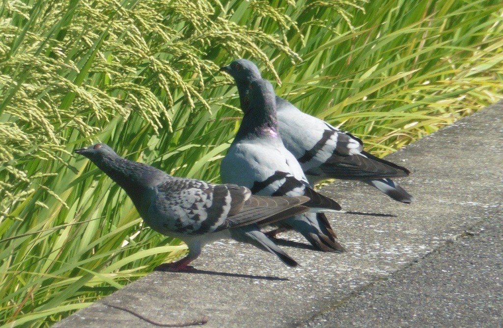 稲穂を食べる鳩②