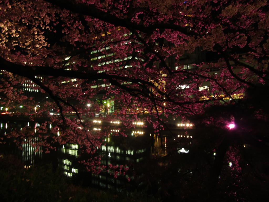 夜桜　福岡の舞鶴公園にて　④