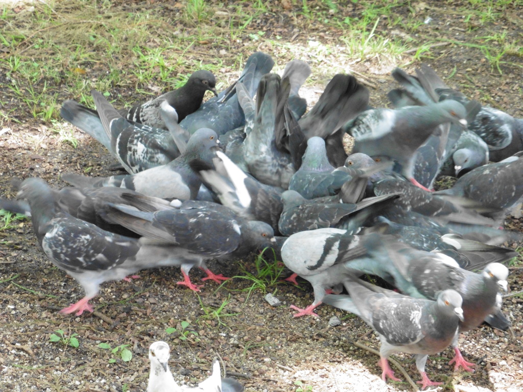 鳩のバトル