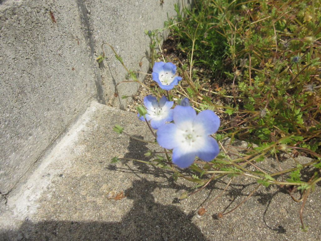 通りかかりに目にとまったお花　②