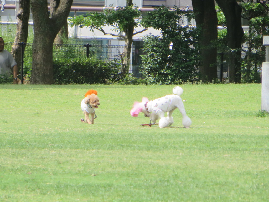 公園で遊んでいる犬の光景②