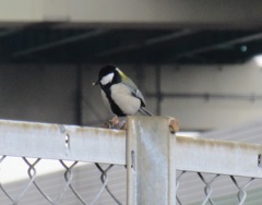 街中で見かけたシジュウカラ　②