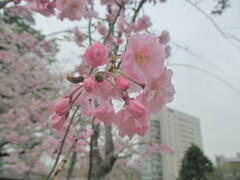 桜の開花　②