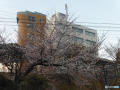 校舎と桜