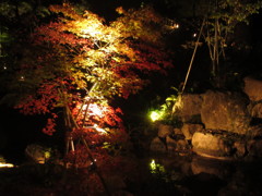 夜の紅葉②