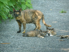 親子の猫たち　①