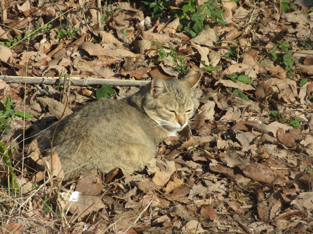 眠そうにしてる猫ちゃん