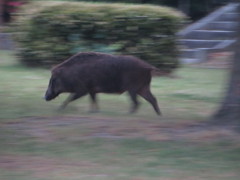 走るイノシシ