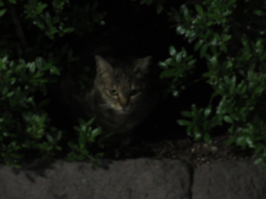 茂みの中から顔を出す猫ちゃん②