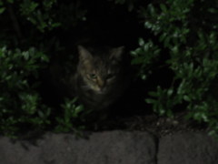 茂みの中から顔を出す猫ちゃん②