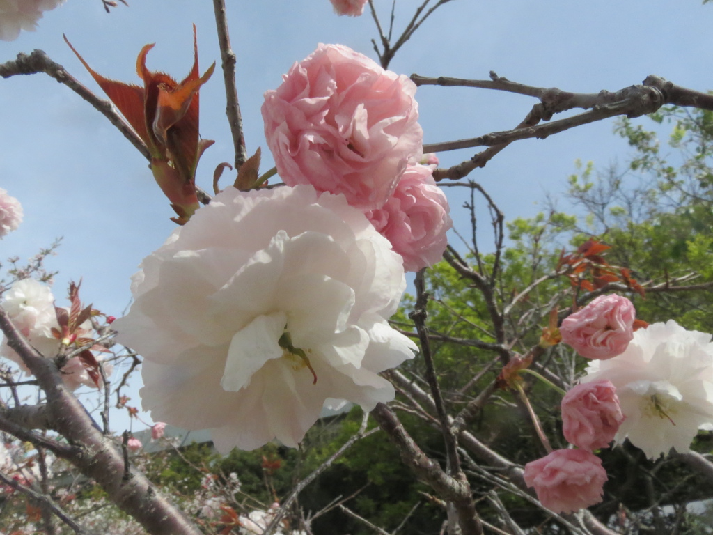 福岡の桜　④