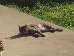 山頂で生活する猫たち⑥