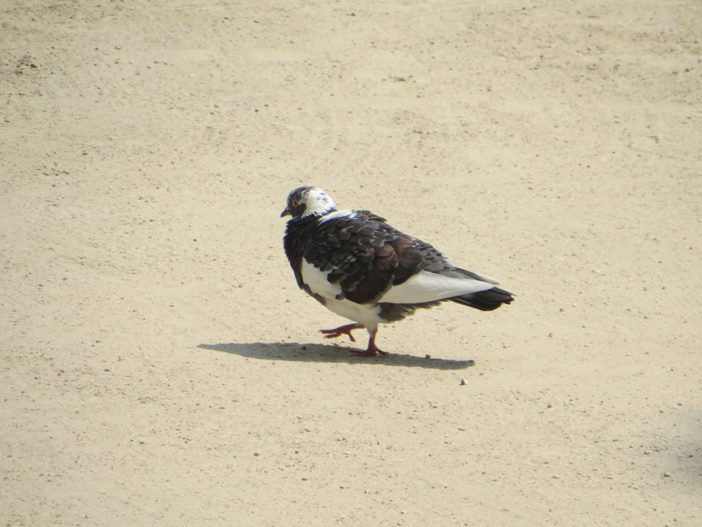 色の違う鳩