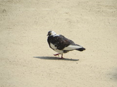 色の違う鳩