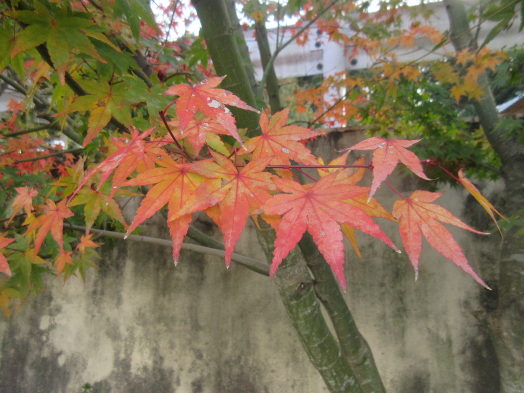 紅葉が見ごろです①