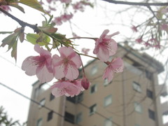櫛田神社の桜②