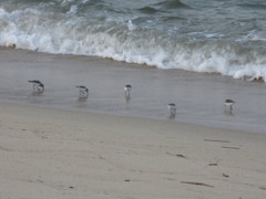 浜辺の鳥たち④