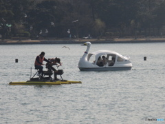 大濠公園の賑わい①