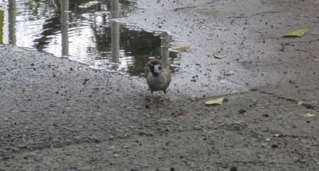 餌を探すスズメ③