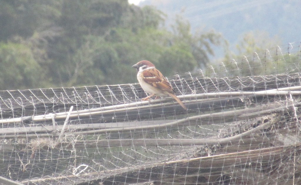 スズメの餌探し④