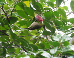 花を食べるメジロ