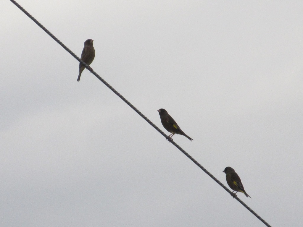 電線の上のカワラヒワ