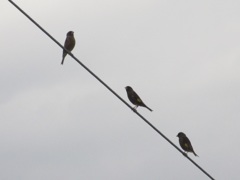 電線の上のカワラヒワ