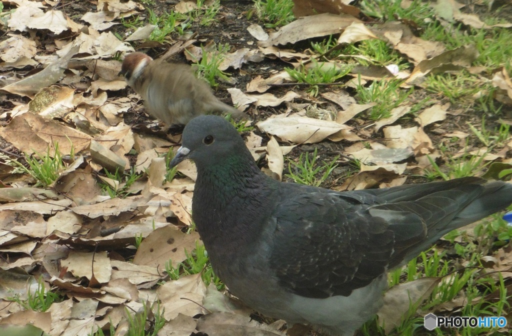 鳩とスズメ③