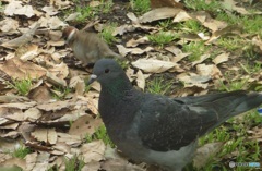 鳩とスズメ③