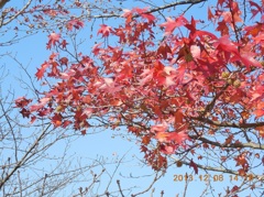 福岡県の公園での紅葉
