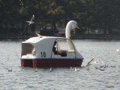 大濠公園の賑わい②