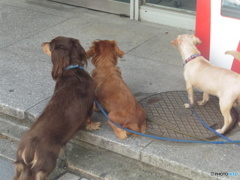 飼い主を待つ三匹のワンちゃん②