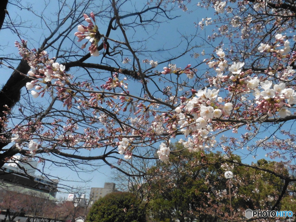 晴れた日のお花見③