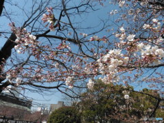 晴れた日のお花見③