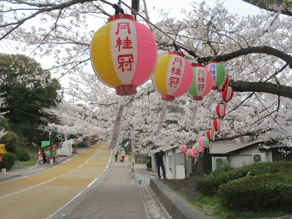 福岡の桜　④