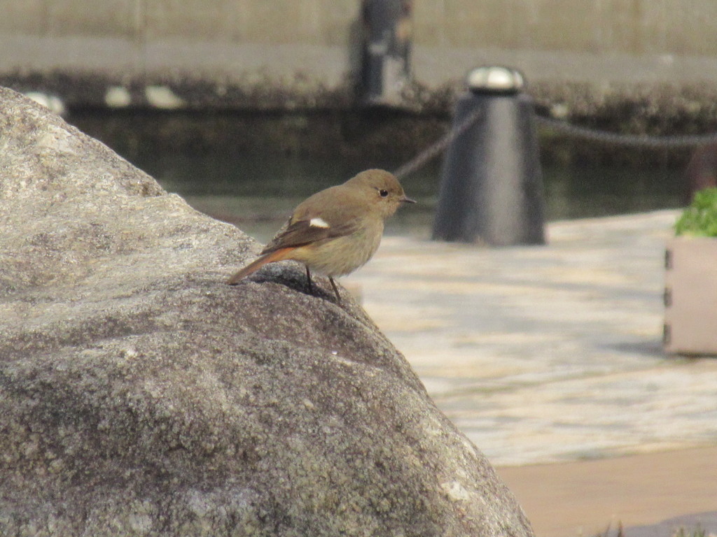 博多港周辺で見かけたジョウビタキ
