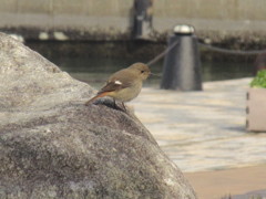 博多港周辺で見かけたジョウビタキ