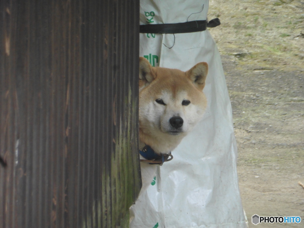 こちらをみつめるワンちゃん②