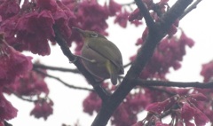 花を突くメジロ④