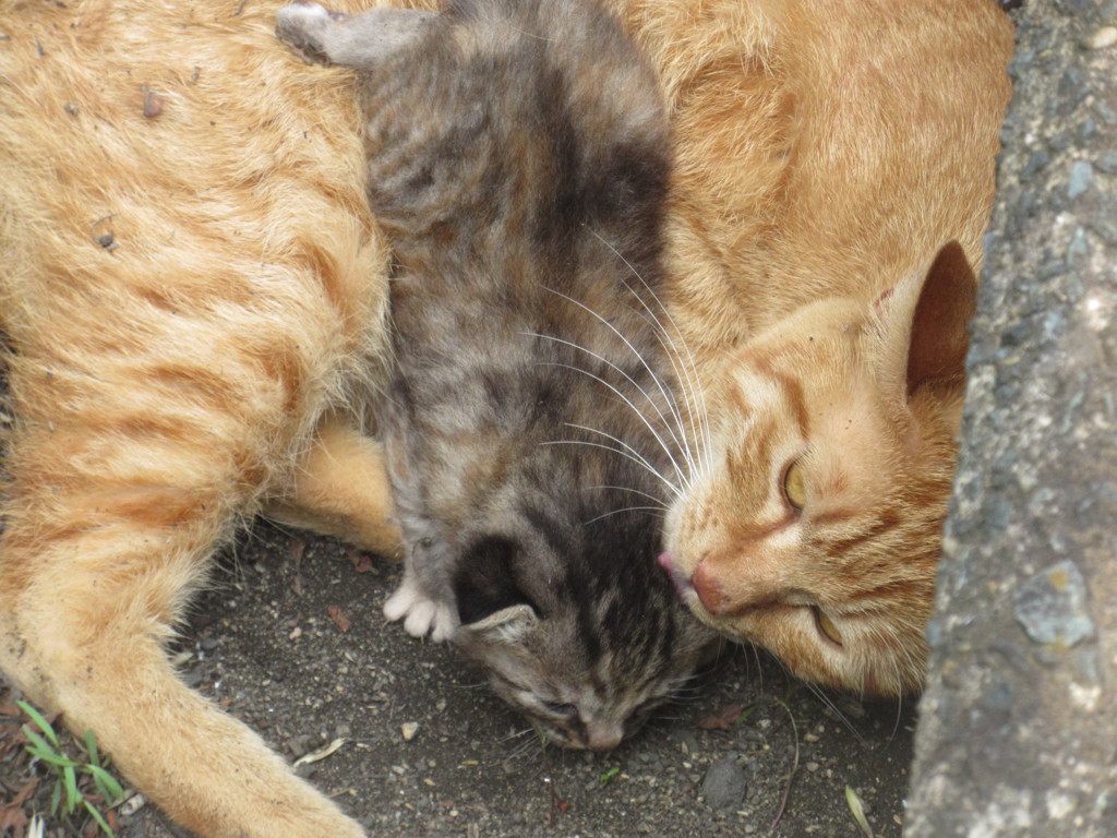 親猫と子猫⑥