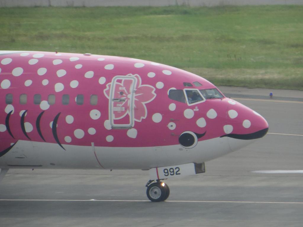 さくらジンベエ①