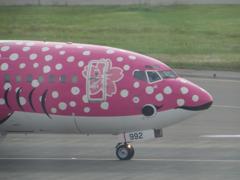 さくらジンベエ①