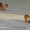 走る２匹のワンちゃんの後ろ姿